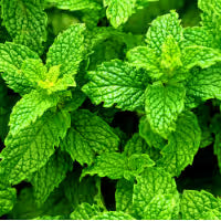 Peppermint